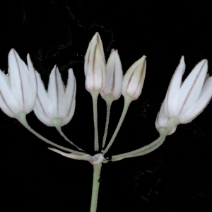 Allium moschatum L. (Ail musqué)