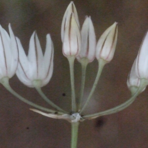 Photographie n°186349 du taxon Allium moschatum L. [1753]