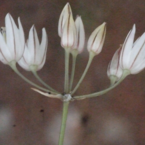 Photographie n°186350 du taxon Allium moschatum L. [1753]
