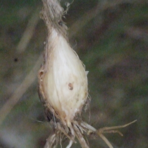 Photographie n°186351 du taxon Allium moschatum L. [1753]