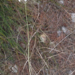  - Allium moschatum L. [1753]