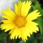  François DI MARIA - Coreopsis grandiflora Hogg ex Sweet [1836]