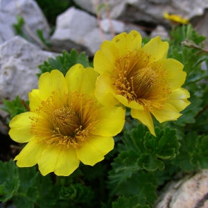 Photographie n°186395 du taxon Geum 