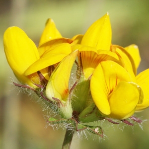 Lotus corniculatus L. (Lotier commun)