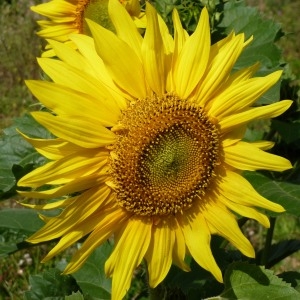 Helianthus aridus Rydb. (Tournesol)