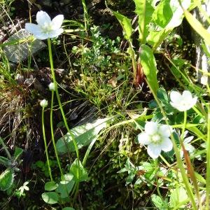 Photographie n°186418 du taxon Parnassia palustris L.