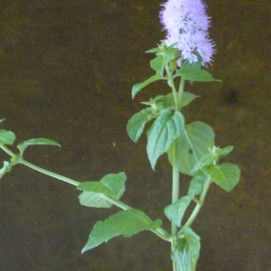 Photographie n°186425 du taxon Mentha aquatica L. [1753]