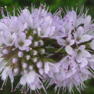 Photographie n°186432 du taxon Mentha aquatica L. [1753]