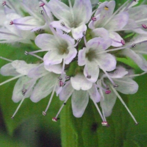 Photographie n°186436 du taxon Mentha aquatica L. [1753]