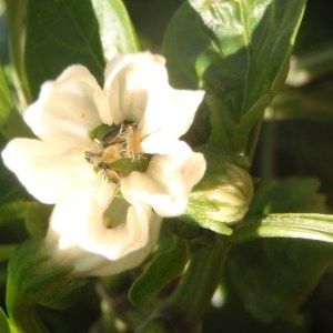 Capsicum silvestre Vell. (Paprika)