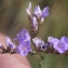  Liliane Roubaudi - Limonium narbonense Mill. [1768]