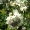  Alain Bigou - Astrantia major L.