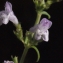  Liliane Roubaudi - Clinopodium nepeta (L.) Kuntze [1891]