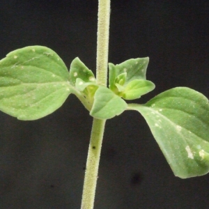 Photographie n°186486 du taxon Clinopodium nepeta (L.) Kuntze [1891]