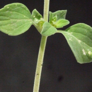 Photographie n°186487 du taxon Clinopodium nepeta (L.) Kuntze [1891]