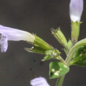 Photographie n°186490 du taxon Clinopodium nepeta (L.) Kuntze [1891]