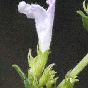 Photographie n°186494 du taxon Clinopodium nepeta (L.) Kuntze [1891]