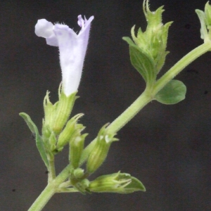 Photographie n°186495 du taxon Clinopodium nepeta (L.) Kuntze [1891]