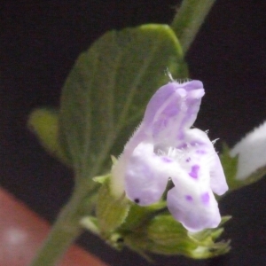 Photographie n°186496 du taxon Clinopodium nepeta (L.) Kuntze [1891]