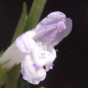 Photographie n°186498 du taxon Clinopodium nepeta (L.) Kuntze [1891]