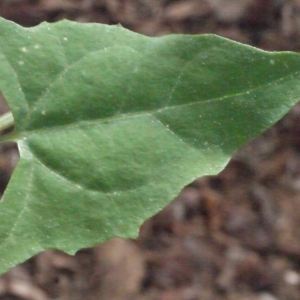 Photographie n°186510 du taxon Atriplex prostrata Boucher ex DC. [1805]