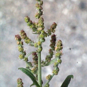 Photographie n°186512 du taxon Atriplex prostrata Boucher ex DC. [1805]