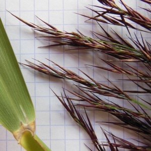 Photographie n°186516 du taxon Arundo phragmites L.