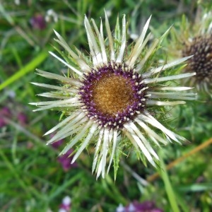 Photographie n°186528 du taxon Carlina vulgaris L.