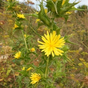 Photographie n°186535 du taxon Scolymus hispanicus L.