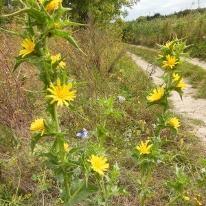 Photographie n°186536 du taxon Scolymus hispanicus L.