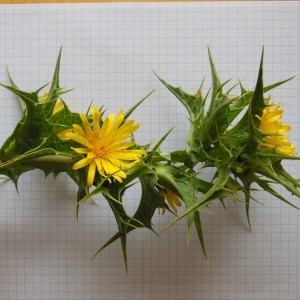Photographie n°186537 du taxon Scolymus hispanicus L.