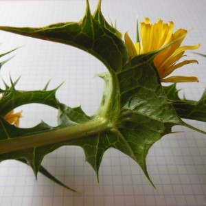 Photographie n°186538 du taxon Scolymus hispanicus L.