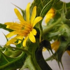 Photographie n°186539 du taxon Scolymus hispanicus L.