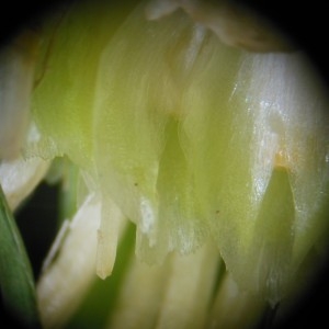 Photographie n°186540 du taxon Scolymus hispanicus L.