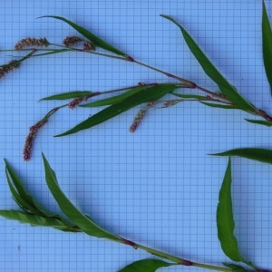  - Polygonum lapathifolium subsp. brittingeri Rech.f.