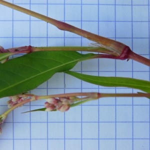 - Polygonum lapathifolium subsp. brittingeri Rech.f.