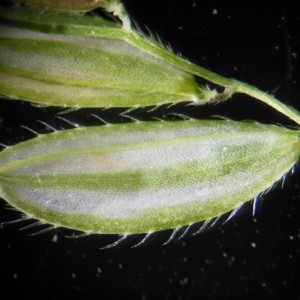 Photographie n°186558 du taxon Leersia oryzoides (L.) Sw.