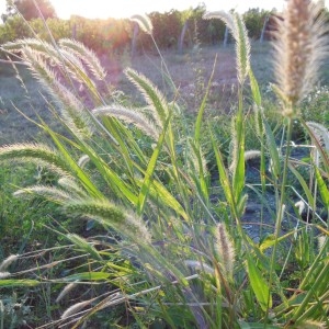 Photographie n°186560 du taxon Setaria viridis (L.) P.Beauv.