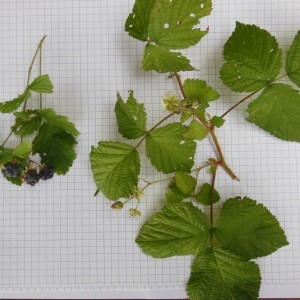 Photographie n°186562 du taxon Rubus caesius L.