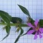  Dominique Remaud - Lythrum salicaria L.