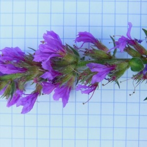 Photographie n°186568 du taxon Lythrum salicaria L.