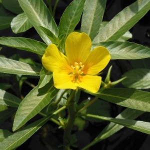 Ludwigia grandiflora (Michx.) Greuter & Burdet (Ludwigie à grandes fleurs)