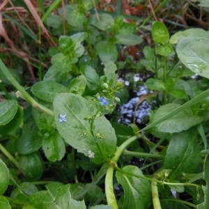 Photographie n°186578 du taxon Veronica beccabunga L.