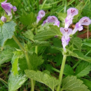 Photographie n°186581 du taxon Lamium maculatum (L.) L.