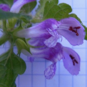 Photographie n°186583 du taxon Lamium maculatum (L.) L.