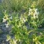  Dominique Remaud - Stachys recta L.