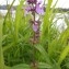  Dominique Remaud - Stachys palustris L.