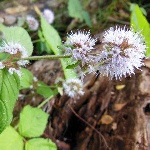 Photographie n°186592 du taxon Mentha aquatica L.