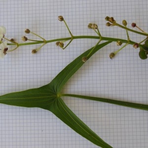  - Sagittaria sagittifolia L.