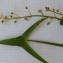  Dominique Remaud - Sagittaria sagittifolia L.